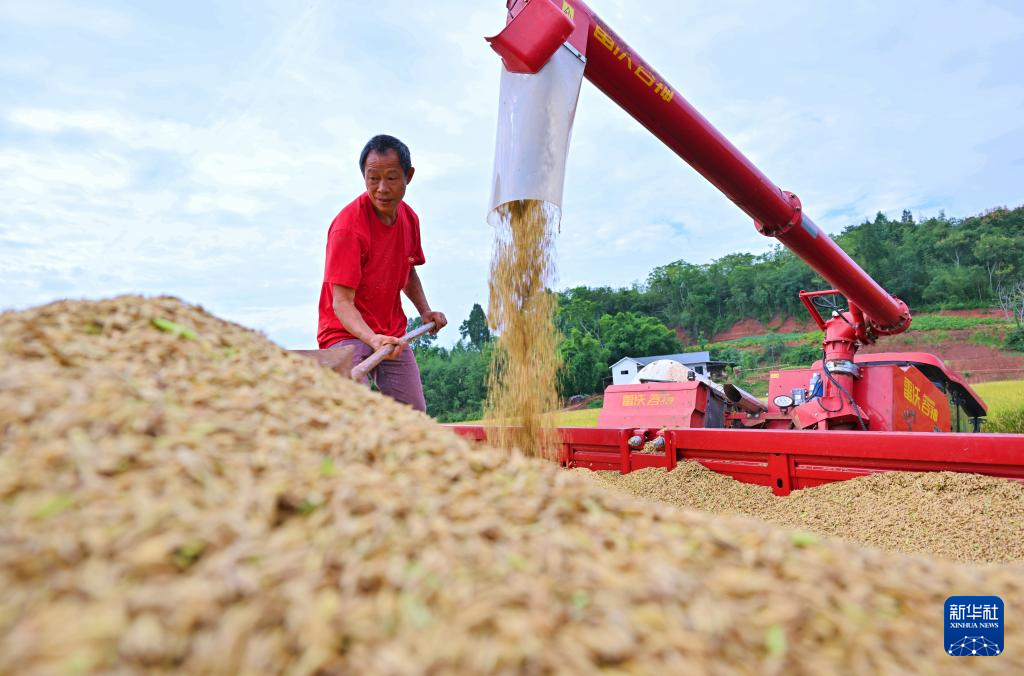 全國(guó)秋糧收獲近七成