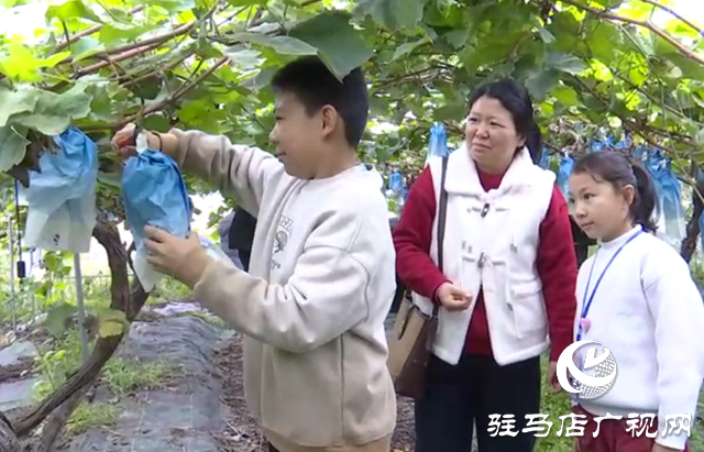 ??驛城區(qū)：親子采摘活動(dòng)助農(nóng)增收?