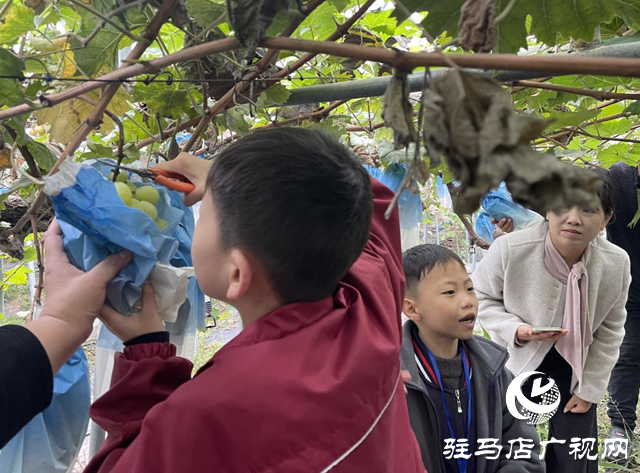 ??驛城區(qū)：親子采摘活動(dòng)助農(nóng)增收?
