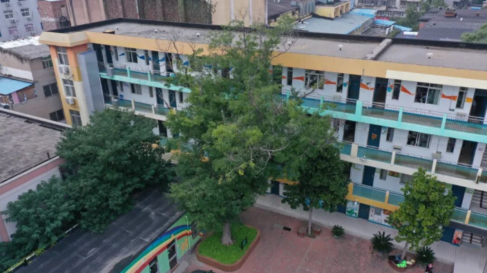 古樹長歌 | 走出“課本”的皂莢樹，藏著一代代人的童年星光