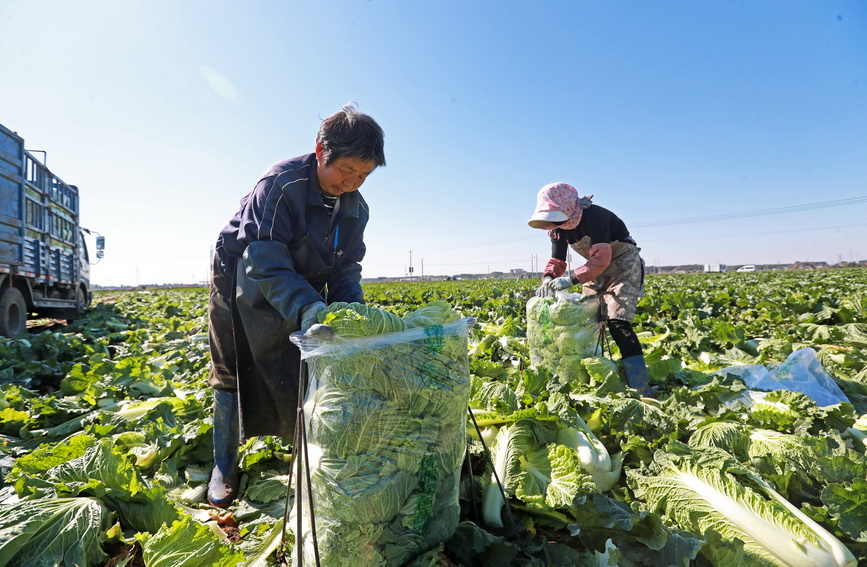 白菜采收忙