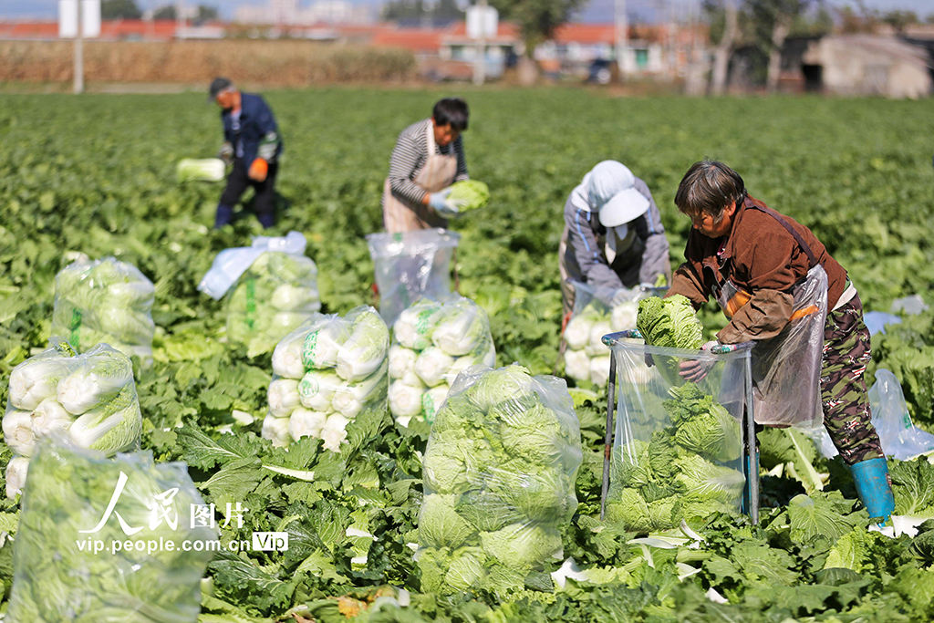 白菜采收忙