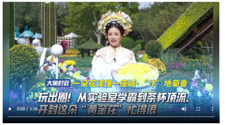 【一朵花讀懂一座城·“汴”地菊香】 玩出圈！從實驗室學(xué)霸到茶杯頂流，開封這朵“黃金花”忙得很