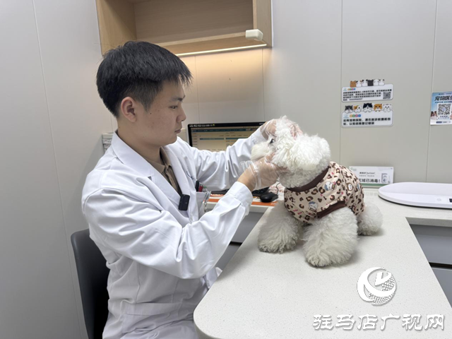 寒冬將至，您的“毛孩子”準備好了嗎？——專業(yè)獸醫(yī)詳解冬季愛寵養(yǎng)護秘籍