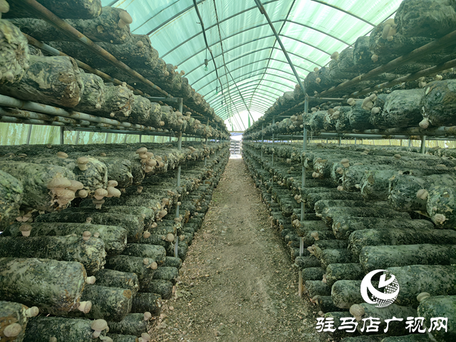 泌陽縣郭集鎮(zhèn)： 金秋香菇綻放鄉(xiāng)村振興新“蘑”力
