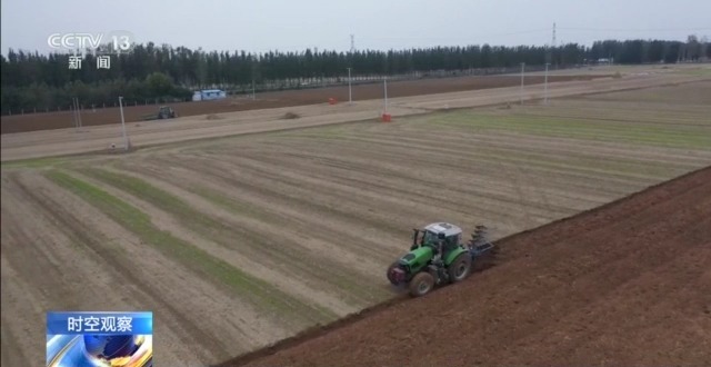 晚播小麥如何保產量？霜降搶秋該怎么搶？專家分析