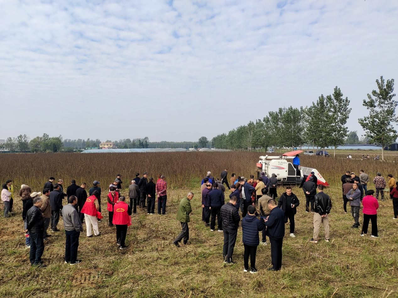 汝南縣古塔街道：60畝宜機(jī)收芝麻喜獲豐收