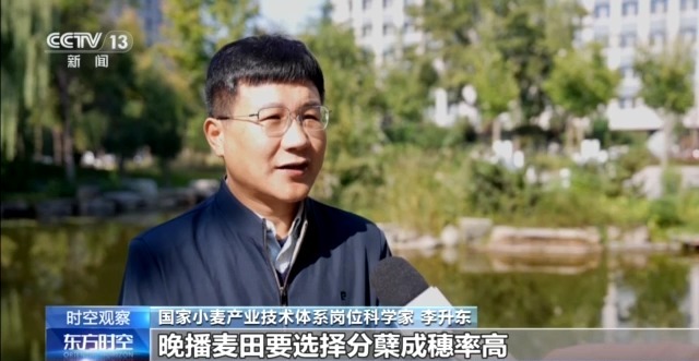 晚播小麥如何保產量？霜降搶秋該怎么搶？專家分析