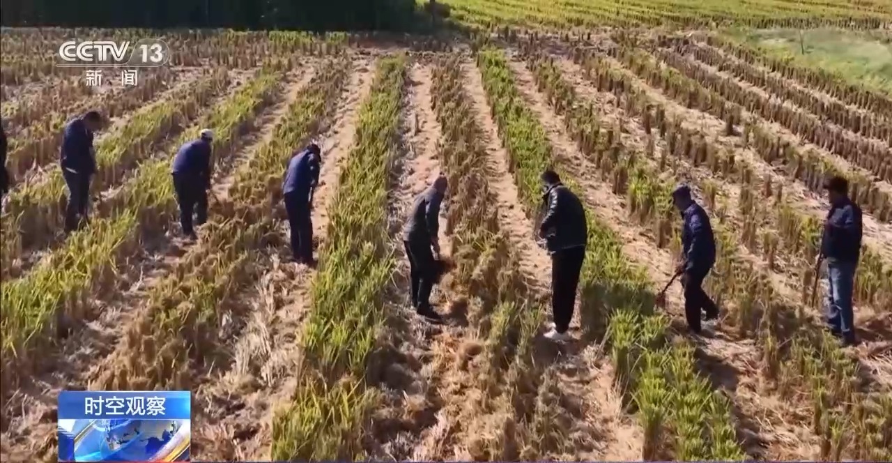 晚播小麥如何保產量？霜降搶秋該怎么搶？專家分析