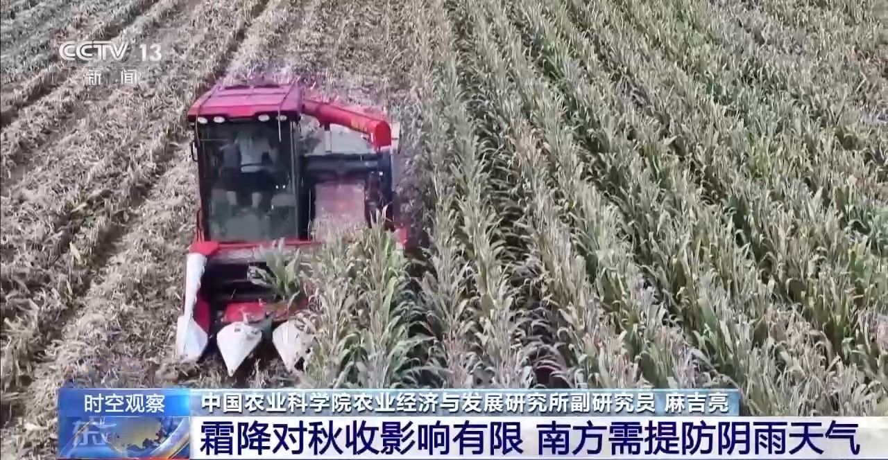 晚播小麥如何保產量？霜降搶秋該怎么搶？專家分析