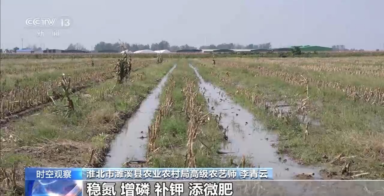 晚播小麥如何保產量？霜降搶秋該怎么搶？專家分析