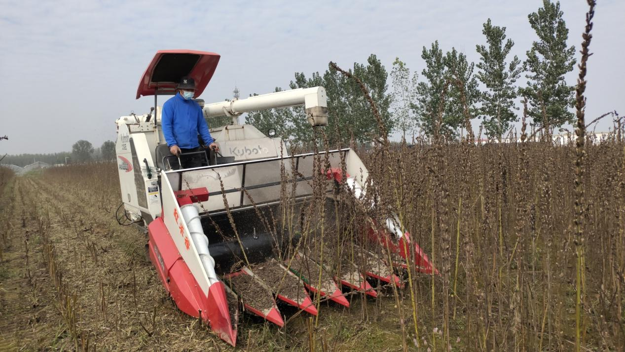 汝南縣古塔街道：60畝宜機(jī)收芝麻喜獲豐收