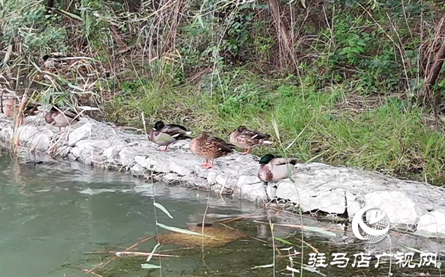 駐馬店市人民公園：人鳥和諧繪秋日美景?
