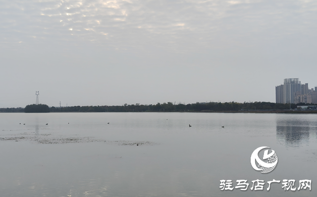 駐馬店市人民公園：人鳥和諧繪秋日美景?