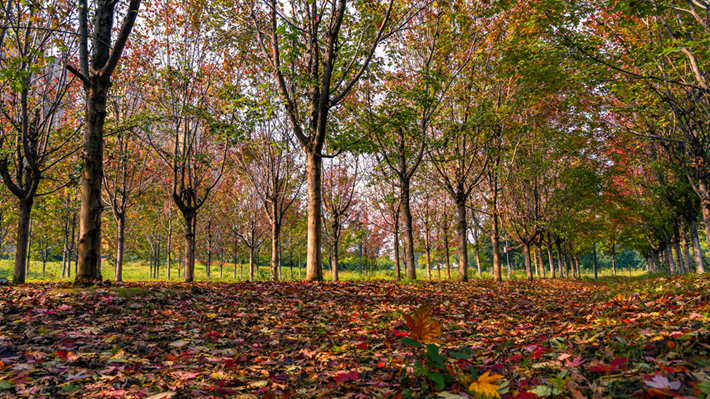 縣區(qū)動(dòng)態(tài) | 秋日晴光好 斑斕入畫來