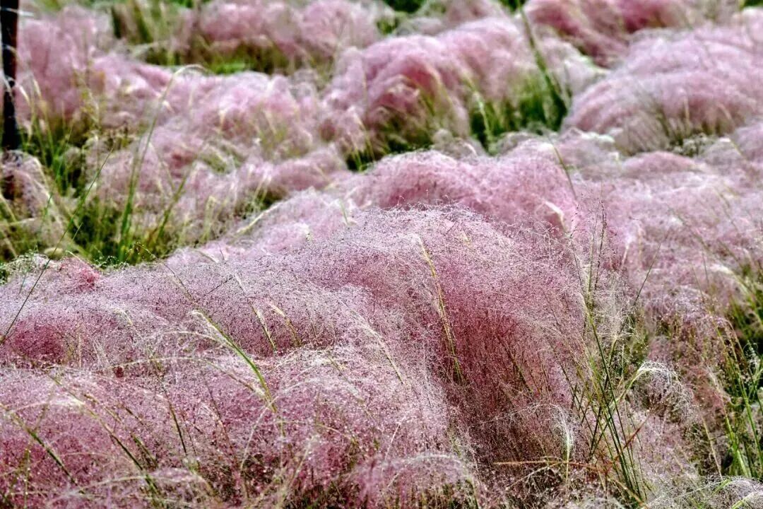 河南，被圈“粉”了！