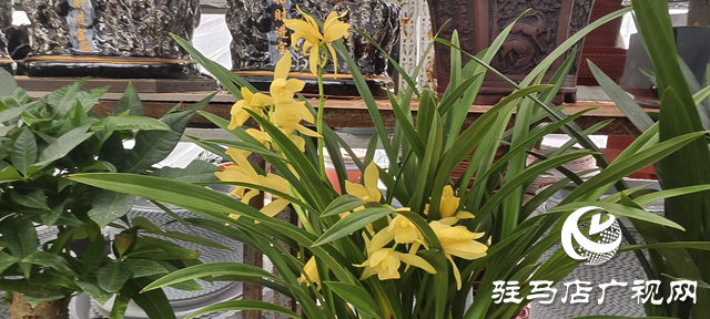 園藝技術(shù)人員支招冬季花卉養(yǎng)護 助植物安全越冬??