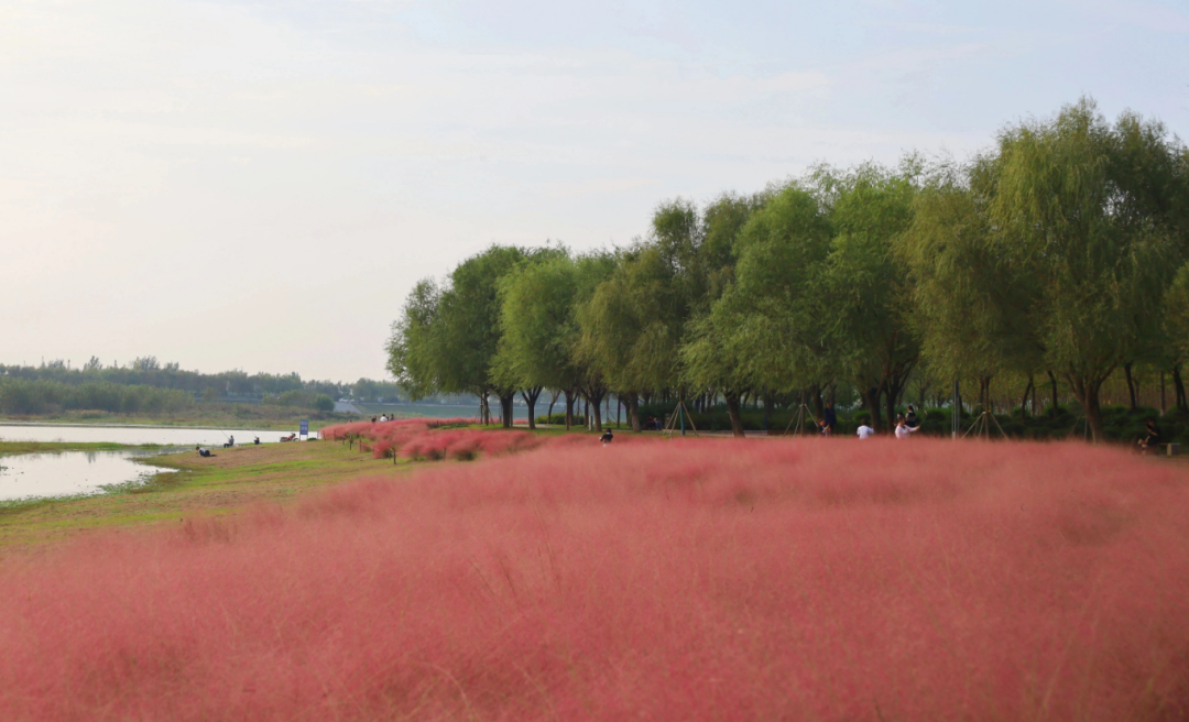 河南，被圈“粉”了！