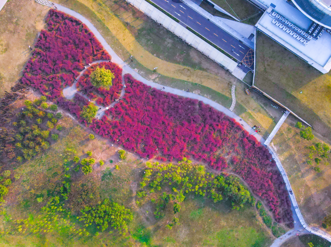 河南，被圈“粉”了！