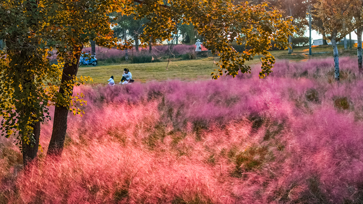 河南，被圈“粉”了！