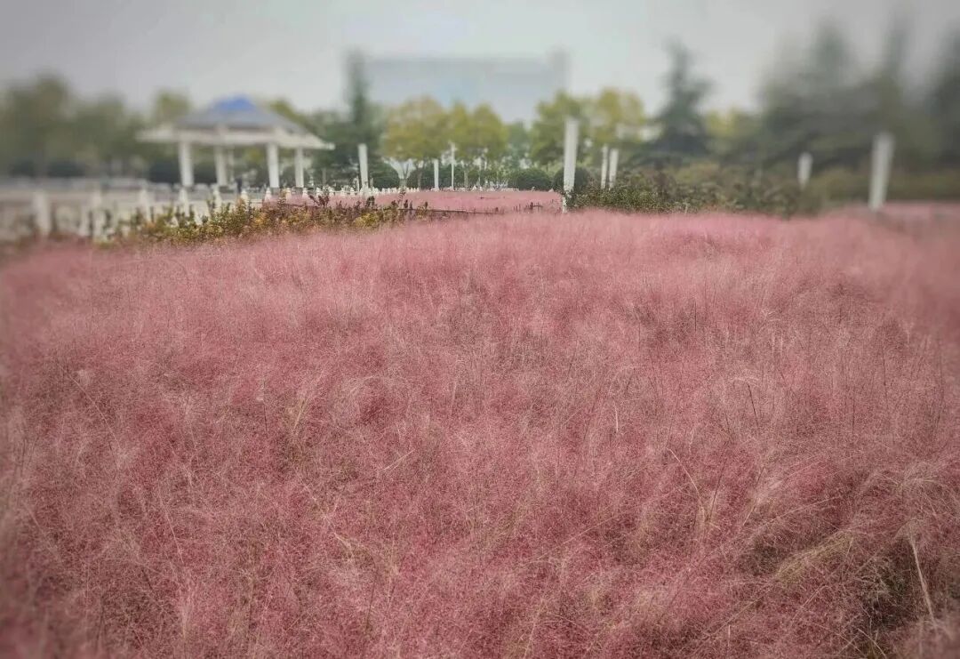 河南，被圈“粉”了！