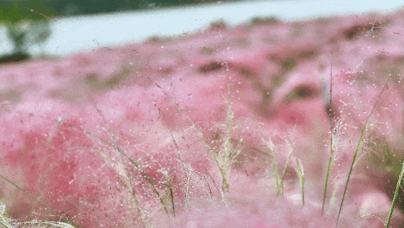 河南，被圈“粉”了！