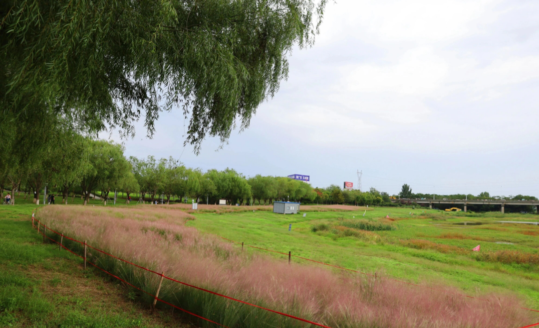 河南，被圈“粉”了！