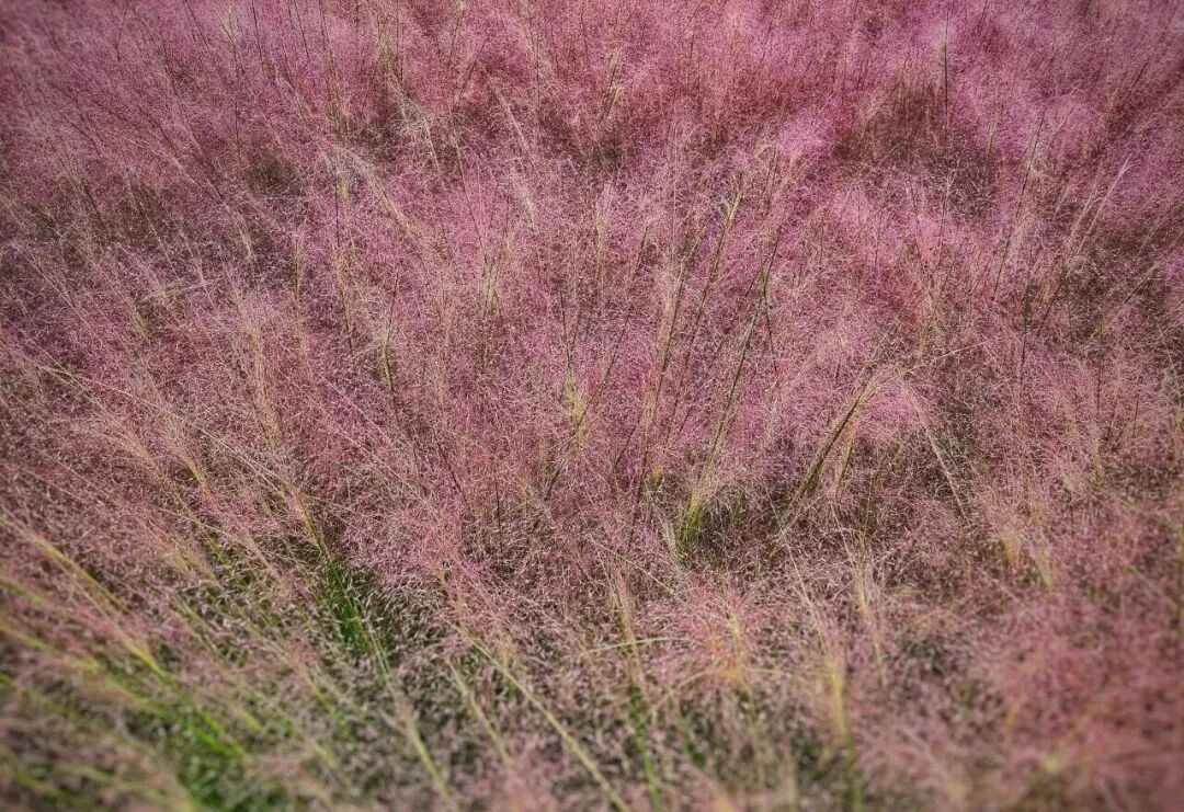 河南，被圈“粉”了！