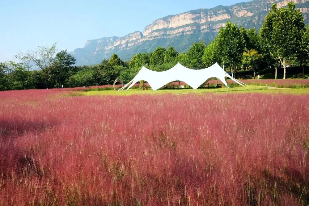 河南，被圈“粉”了！