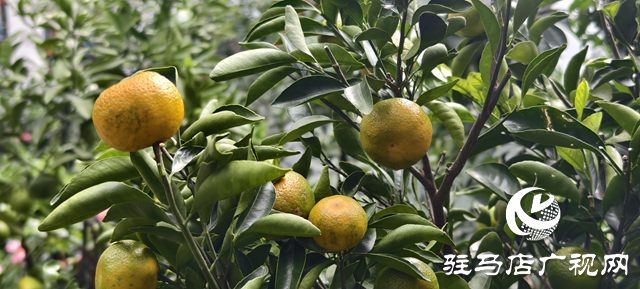 園藝技術(shù)人員支招冬季花卉養(yǎng)護 助植物安全越冬??