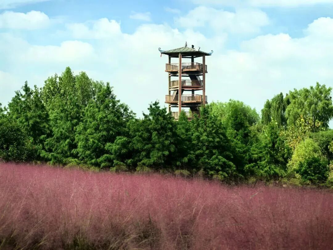 河南，被圈“粉”了！