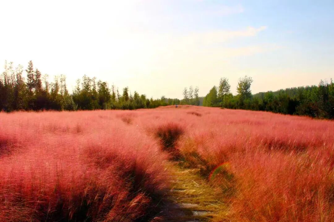 河南，被圈“粉”了！