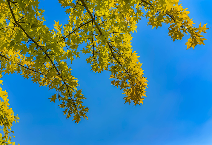 縣區(qū)動(dòng)態(tài) | 秋日晴光好 斑斕入畫來