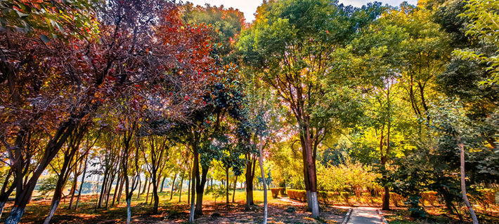 縣區(qū)動(dòng)態(tài) | 秋日晴光好 斑斕入畫來