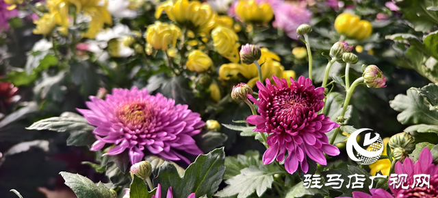 園藝技術(shù)人員支招冬季花卉養(yǎng)護 助植物安全越冬??