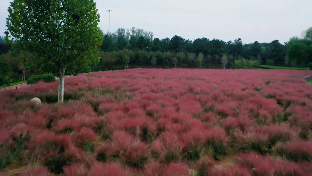 縣區(qū)動(dòng)態(tài) | 泌陽漢風(fēng)公園，粉黛花開正當(dāng)時(shí)