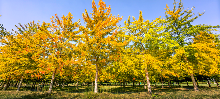 縣區(qū)動(dòng)態(tài) | 秋日晴光好 斑斕入畫來