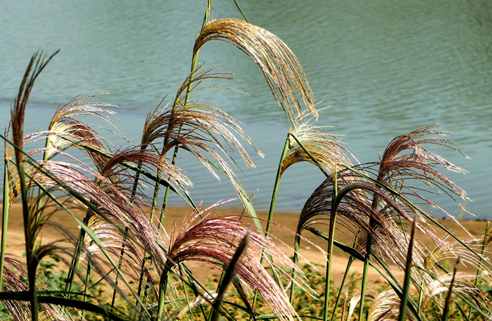 縣區(qū)動(dòng)態(tài) | 秋日晴光好 斑斕入畫來