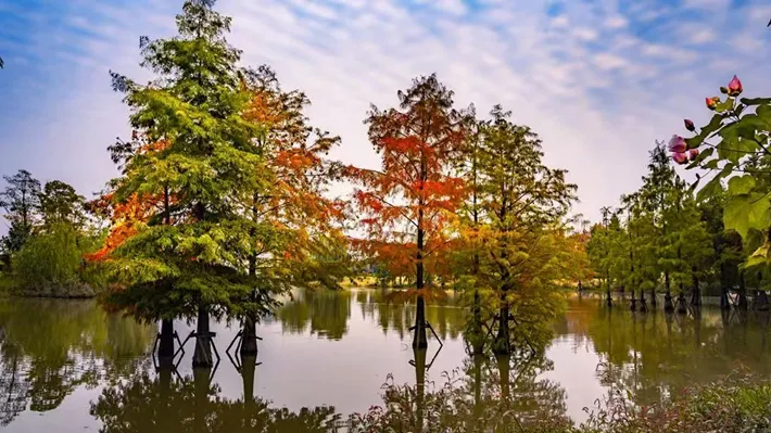 縣區(qū)動態(tài) | 湖漾斑斕色 草木織彩秋