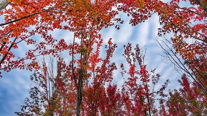 縣區(qū)動態(tài) | 湖漾斑斕色 草木織彩秋