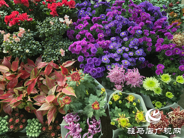重陽節(jié)菊花熱銷 駐馬店花卉市場秋意濃??