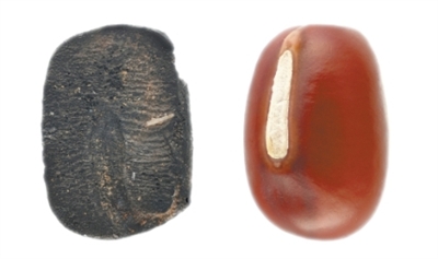 九千年前的炭化小豆（考古中國）