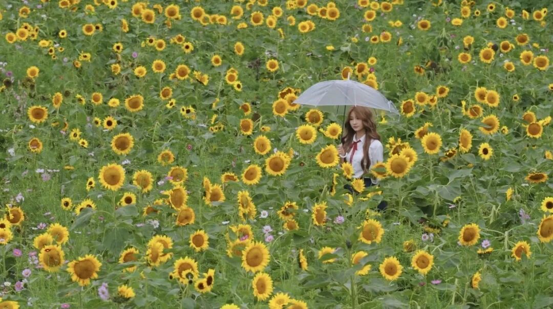 1031 共赴一場秋日菊宴