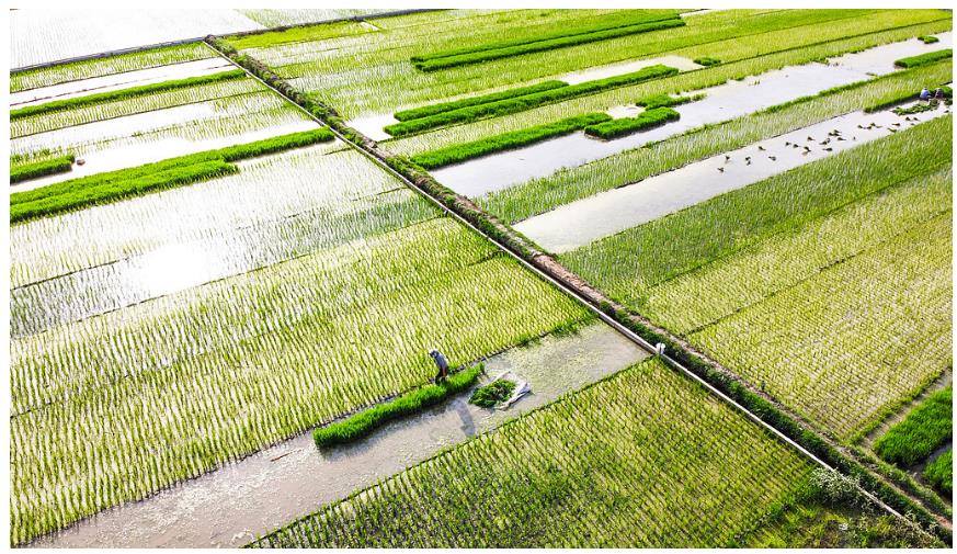 降雨增多，河南要擴大水稻種植嗎？∣豫觀察·河南的“南”題②