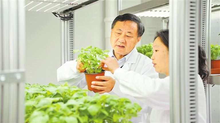 河南芝麻產(chǎn)業(yè)為啥“節(jié)節(jié)高”