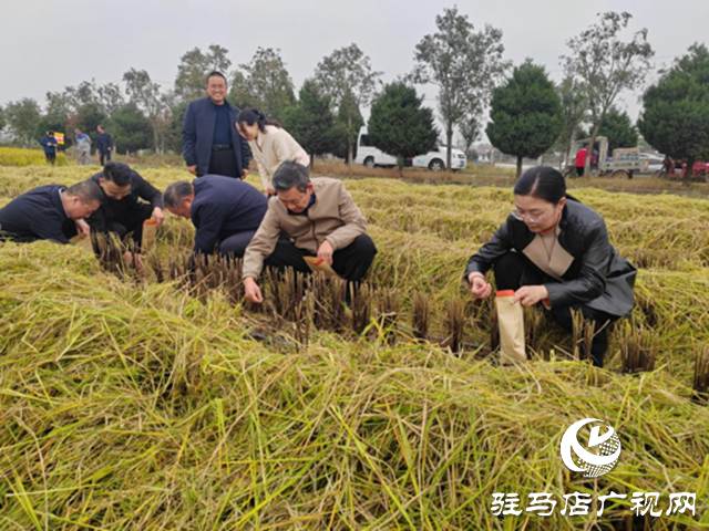 河南省優(yōu)質(zhì)食味粳稻測產(chǎn)暨機(jī)收減損現(xiàn)場觀摩會(huì)在確山縣舉辦?