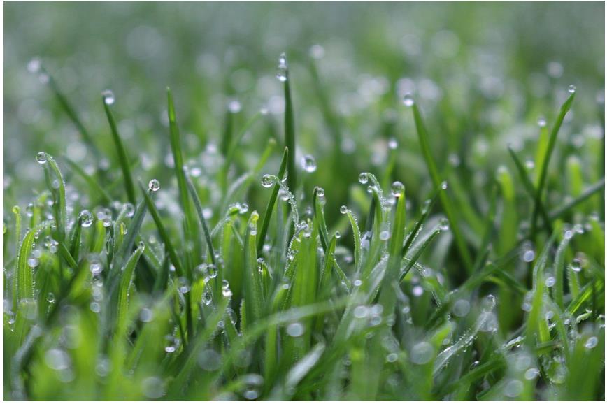 降雨增多，河南要擴大水稻種植嗎？∣豫觀察·河南的“南”題②