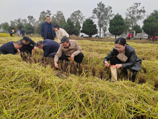 河南省優(yōu)質(zhì)食味粳稻測(cè)產(chǎn)暨機(jī)收減損現(xiàn)場(chǎng)觀摩會(huì)在確山縣舉辦?