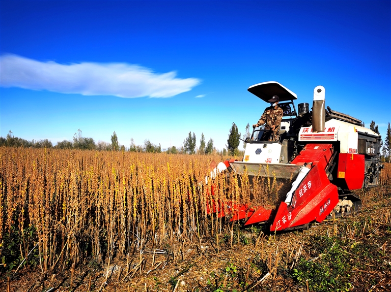 河南芝麻產(chǎn)業(yè)為啥“節(jié)節(jié)高”