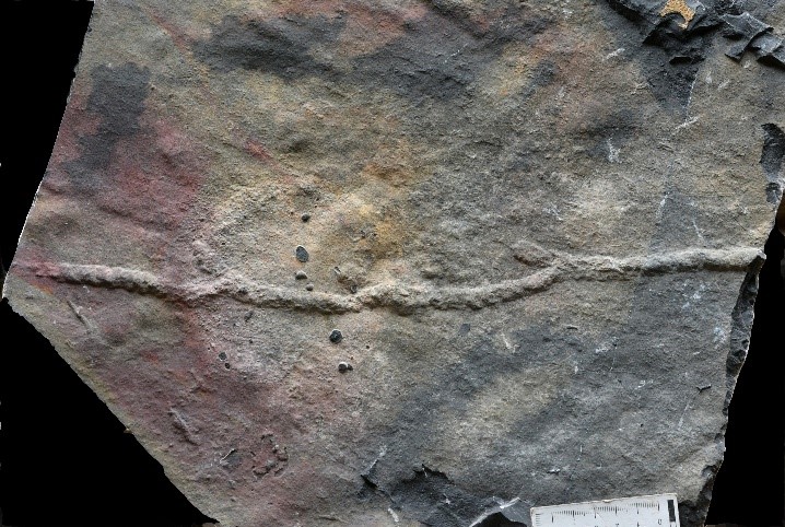 我國科學(xué)家發(fā)現(xiàn)最古老的動物“地下公寓”